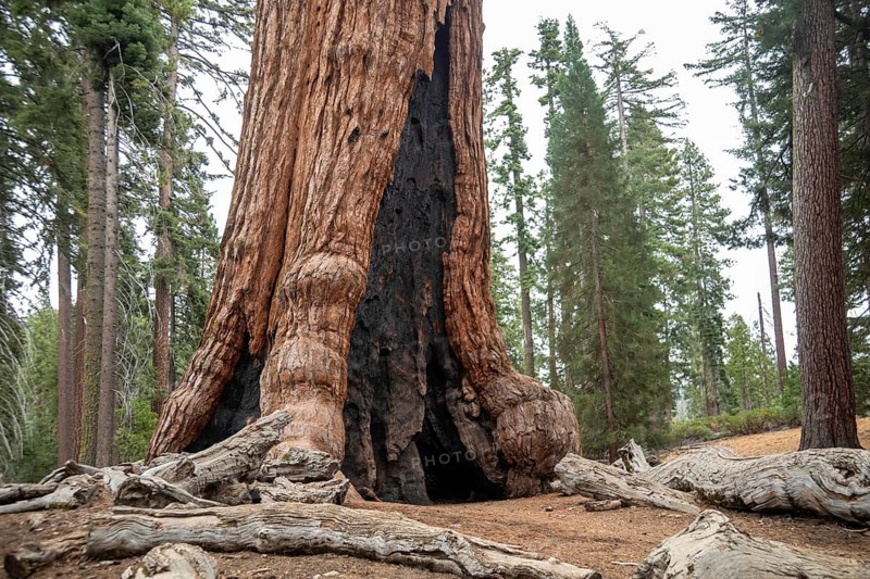 Yosemite National Park, California - The The 'Grizzly Giant' in the Mariposa Grove of Giant Sequoias (Sequoiadendron giganteum)