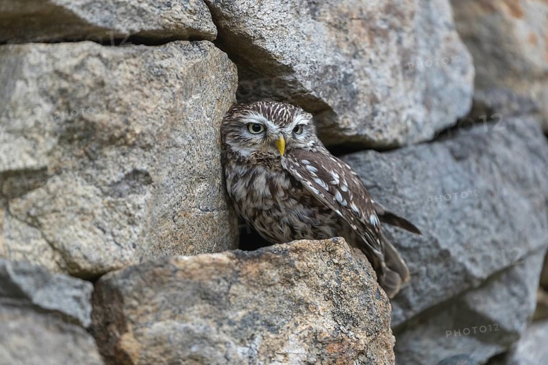 One little owl (Athene noctua) sitting on a stone inside the ruins of an ancient castle
