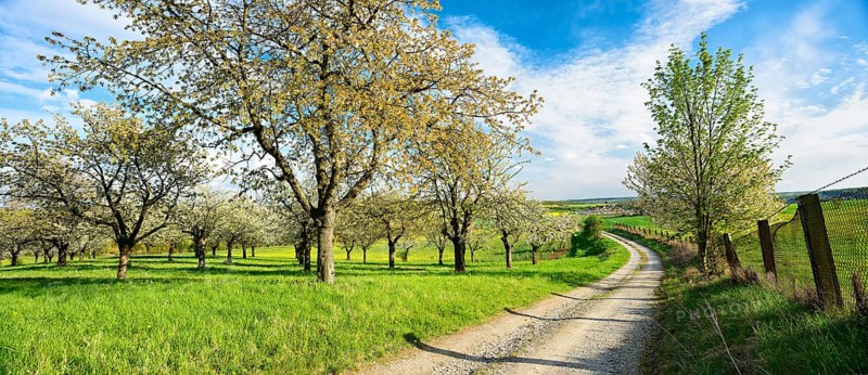 Field path through rural landscape in spring, blossoming cherry trees on orchard, Freyburg, Burgenlandkreis, Saxony-Anhalt, Germany, Europe