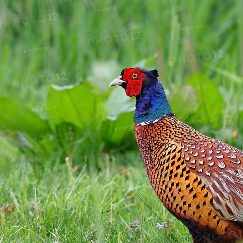 Pheasant, hunting pheasant (Phasianus colchicus), adult male bird in a meadow, animal portrait, wildlife, Lembruch, Ochsen Moor, Dümmer nature park Park, Lower Saxony, Germany, Europe
