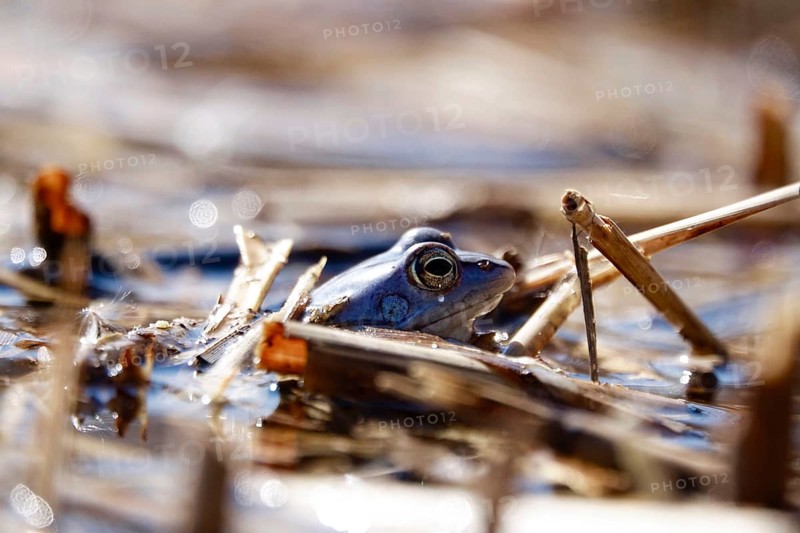 Male blue moor frog in the mating season, March, Saxony, Germany, Europe