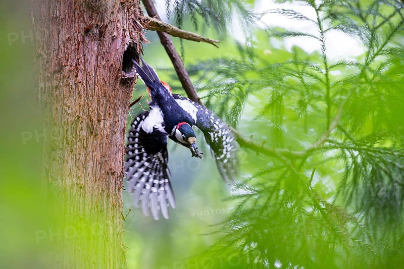 Great spotted woodpecker (Dendrocopos major), male flies out of the nesting cavity with droppings in his beak, Bad Homburg, Hesse, Germany, Europe