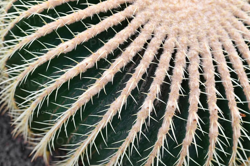 Close up of large 'Echinocactus Platyacanthus' giant barrel cactus with white spikes
