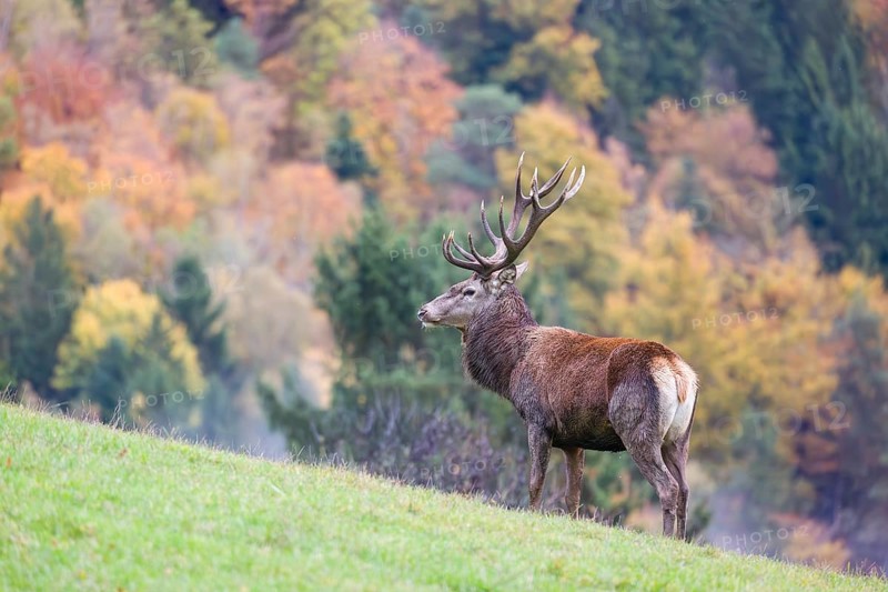 A red deer stag (Cervus elaphus) is standing in a meadow in hilly terrain. A forest with autumn leaves can be seen in the background. Wisps of mist drift over the forest