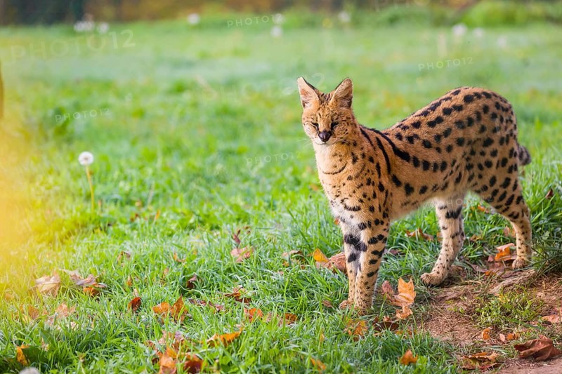 A male serval, Leptailurus serval, stands on a green meadow