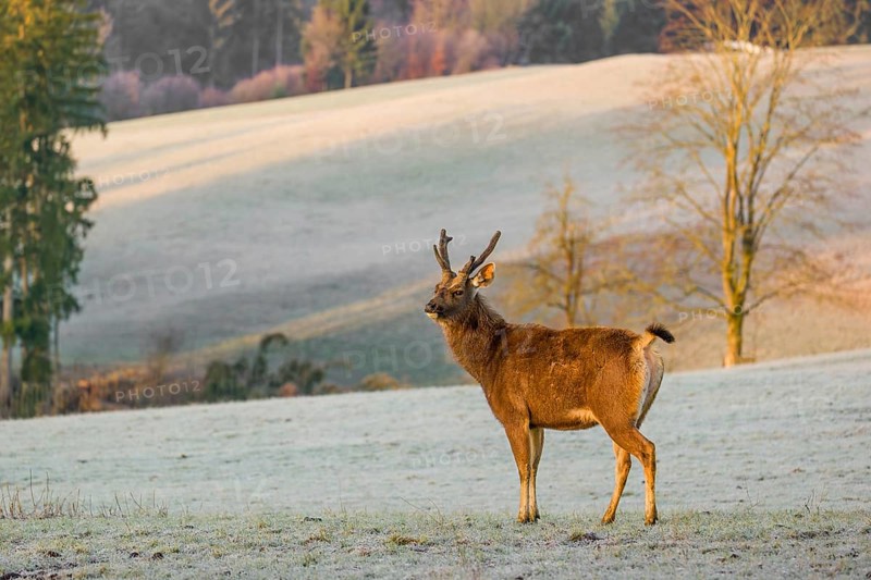 A sambar deer (Rusa unicolor), standing on a frozen meadow in the early morning light