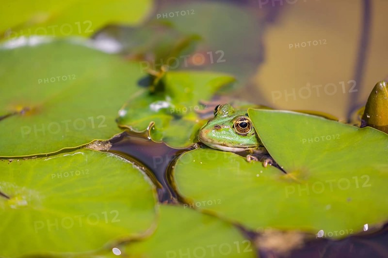 A common water frog, Pelophylax kl. esculentus, resting in the water close to a waterlilly, Nymphaeaceae