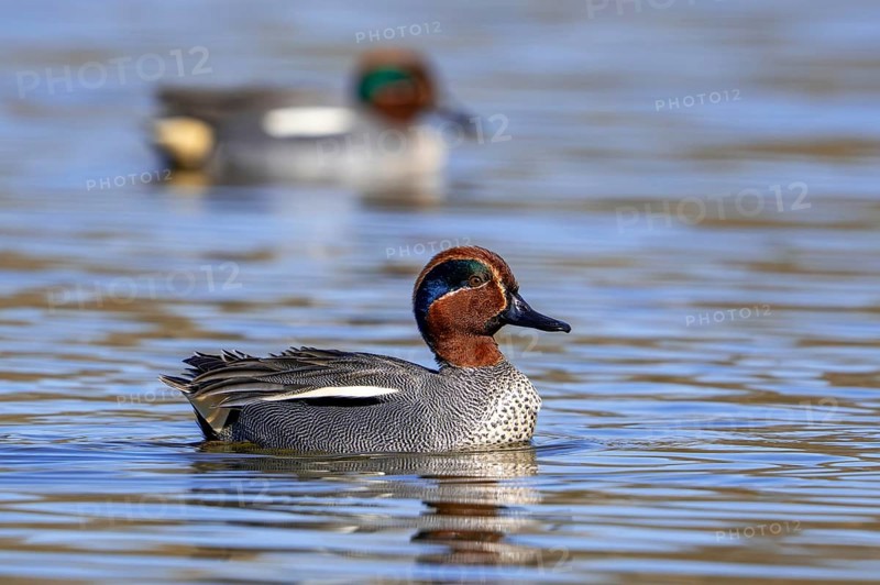 Eurasian teal, common teal, Eurasian green-winged teal (Anas crecca) two adult males swimming in lake, pond in late winter, early spring