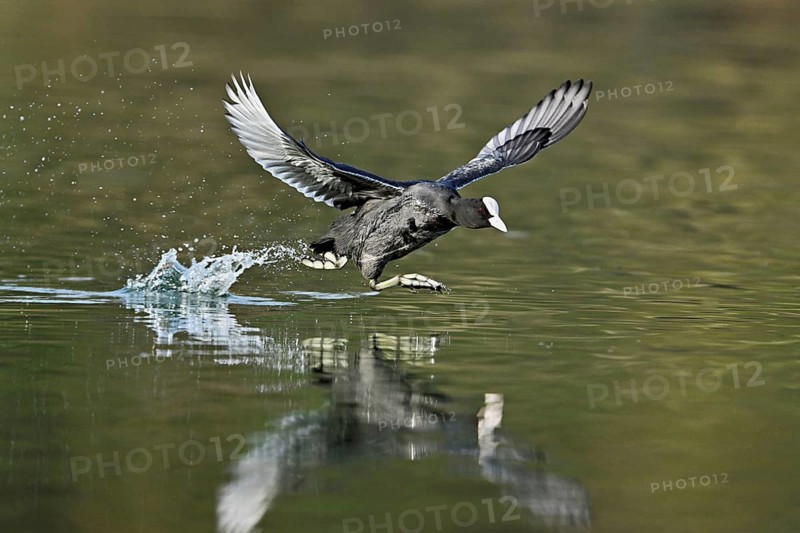 Eurasian Coot (Fulica atra), adult bird walking over water, Flachsee, Canton Aargau, Switzerland, Europe
