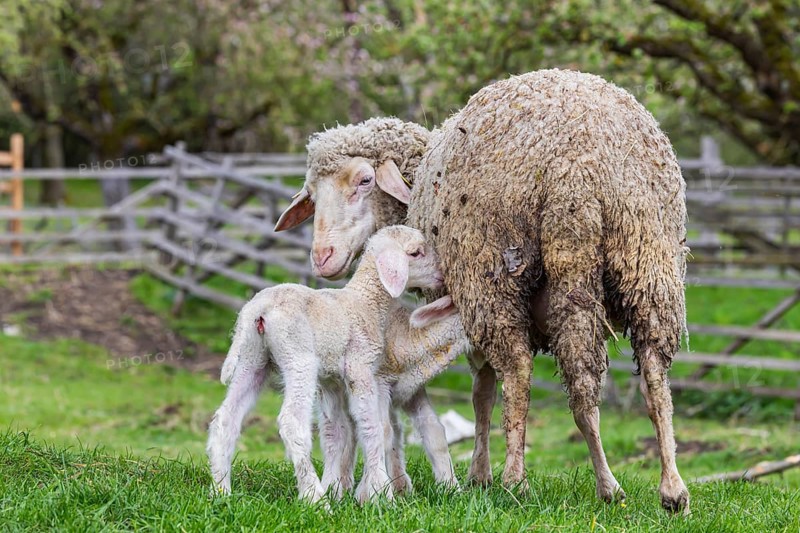 Sheep and young of the Württemberger breed, also known as Merinoland sheep. Sheep pasture on the Swabian Alb with lamb. Beuren, Baden-Württemberg, Germany, Europe