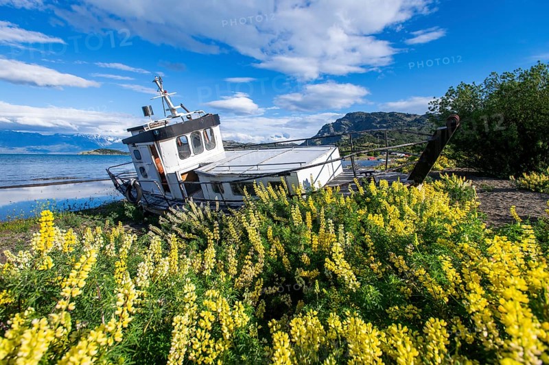 Lupinus albus fishing boat surrounded by yellow flowering lupines on the beach, Lago General Carrera, also known as Lago Chelenko, Puerto Rio Tranquilo, Aysen region, Patagonia, Chile, South America