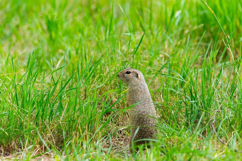 European ground squirrel (Spermophilus citellus) on a meadwo, Bavaria, Germany, Europe