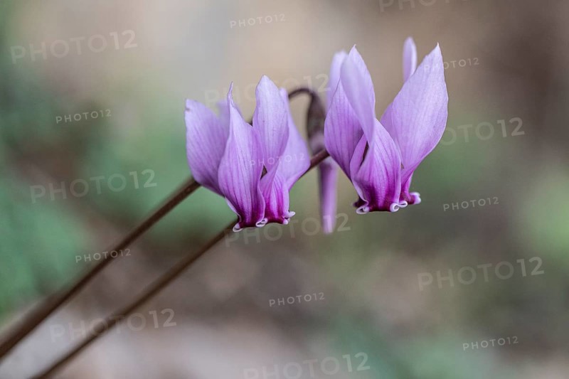 Cyclamen (Cyclamen neapolitanum), Sicily, Italy, Europe