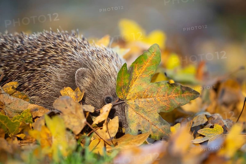 European hedgehog (Erinaceus europaeus) adult animal on an urban garden grass lawn with fallen autumnal leaves in the autumn, England, United Kingdom, Europe
