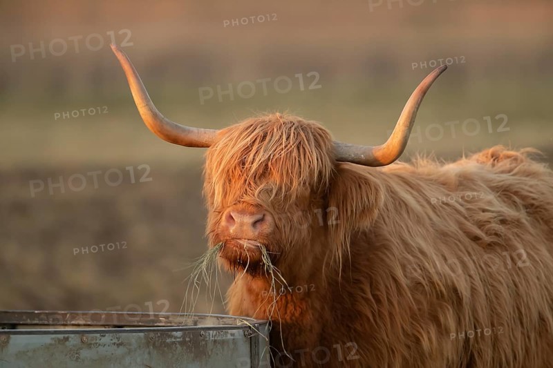 Highland cattle or cow (Bos taurus taurus) adult farm animal eating hay from a trough, England, United Kingdom, Europe