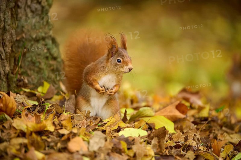 Eurasian squirrel (Sciurus vulgaris), standing upright between autumn leaves at the foot of a tree, Baden-Württemberg, Germany, Europe