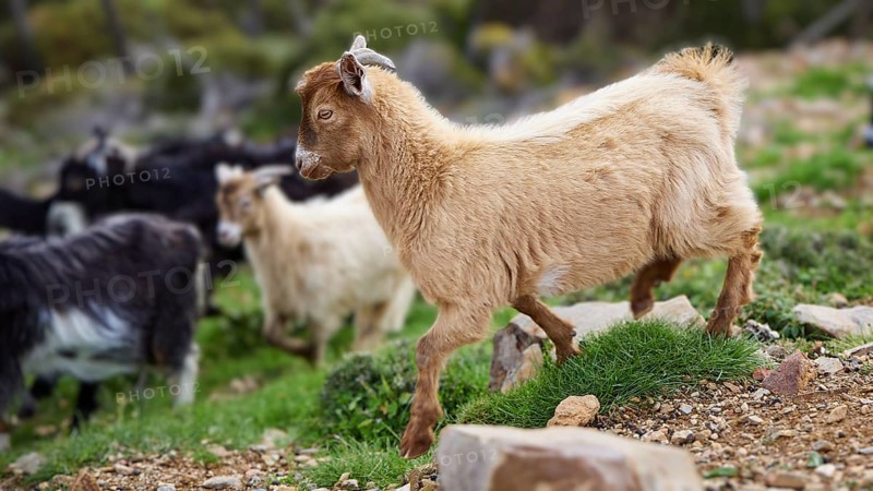 Beige goat standing on rocky ground with a herd in the background, sheep (e) or goat (n), ovis, caprae, Crete, Greek Islands, Greece, Europe