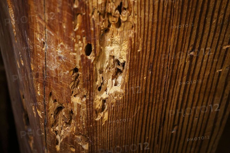 A wooden beam eaten away by woodworm in the attic of a flat, photographed in Berlin, 21/08/2024