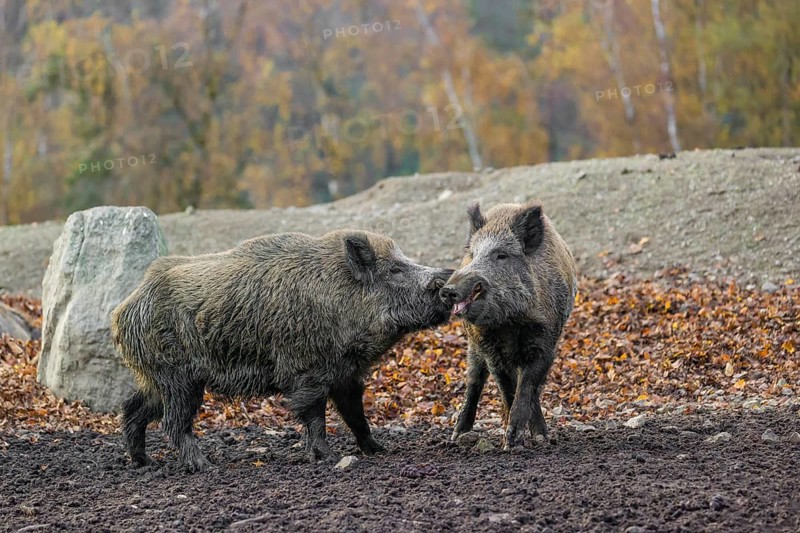 Two wild boar or wild pig (Sus scrofa) fight on an opening