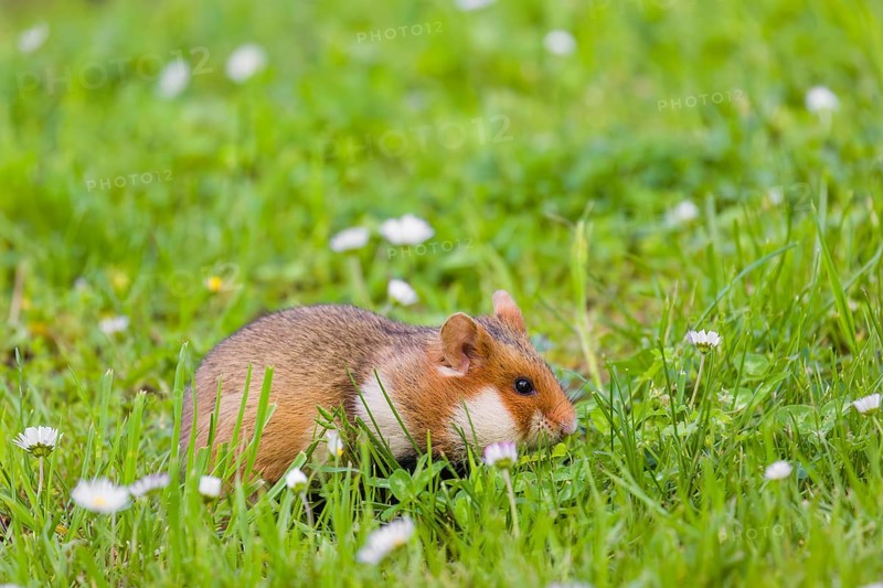 A European hamster (Cricetus cricetus), Eurasian hamster, black-bellied hamster or common hamster, collects herbs, grass and daisies on a meadow