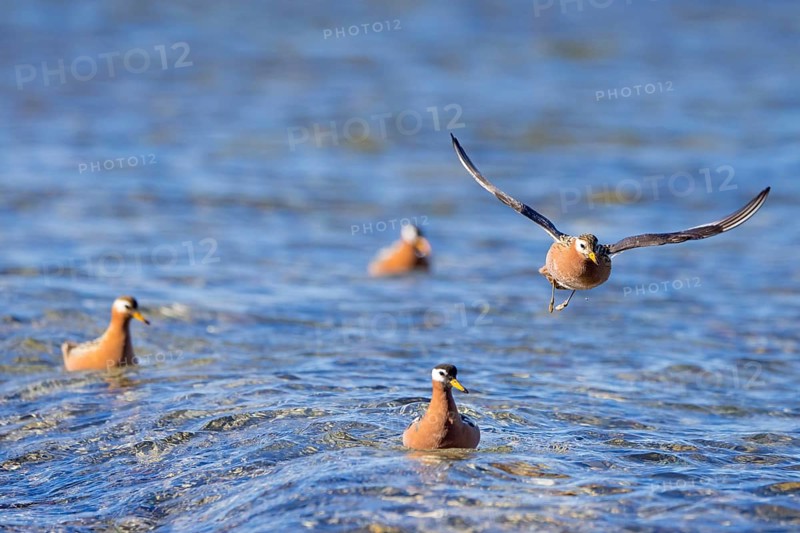 Red phalarope, grey phalarope (Phalaropus fulicarius) males and females in breeding plumage in stream on the tundra in spring, Svalbard, Norway, Europe