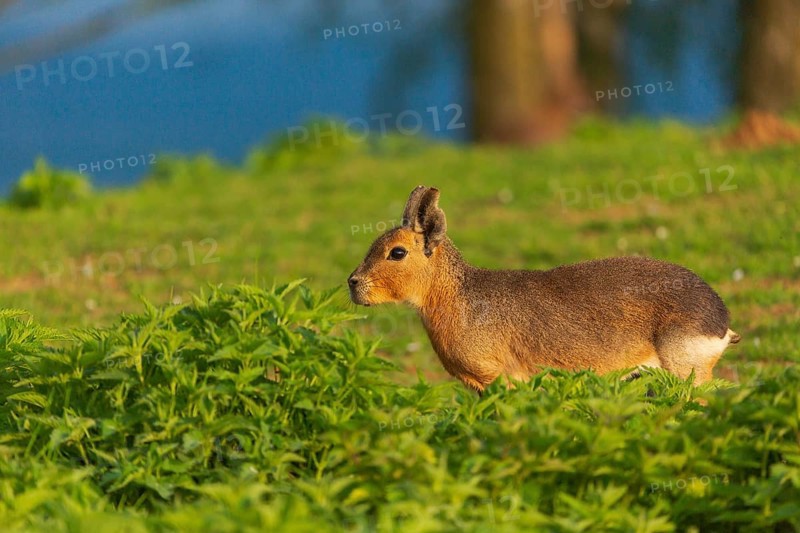 One Patagonian mara (Dolichotis patagonum) stands on a meadow in early morning light