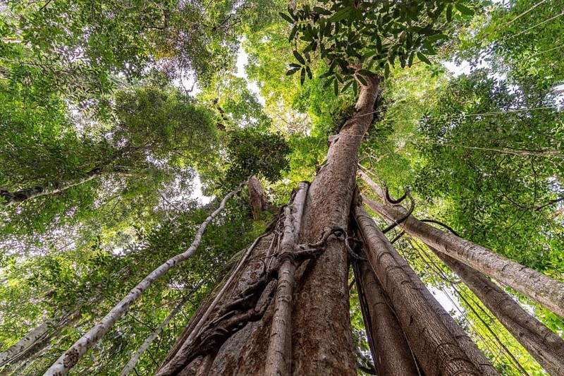 Ancient jungle giant Makayuk, The Old Tree in the jungle of the island of Ko Kut or Koh Kood in the Gulf of Thailand