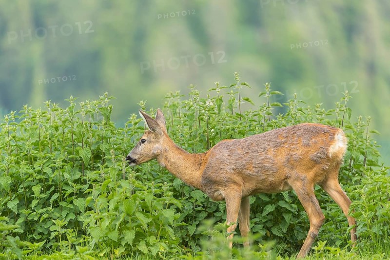 One female Roe Deer, (Capreolus capreolus), standing in a thicket of stinging nettle and feeding on it. Late evening light