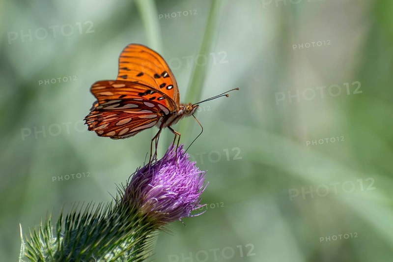 Butterfly of the species Gulf fritillary (or Dione vanillae) on a thistle, Buenos Aires, Argentina, South America