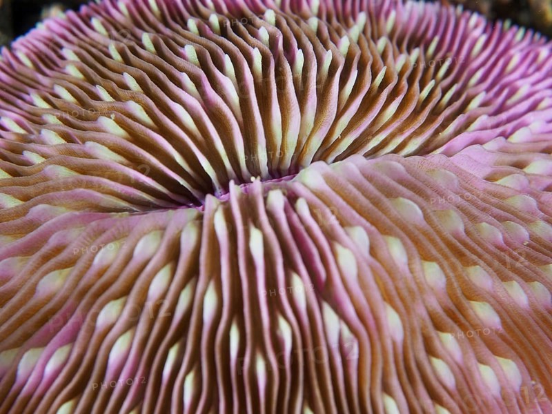 Detailed close-up of a pink mushroom coral (Fungia fungites), stony coral, with wavy patterns, dive site Gondol Reef, Gondol, Bali, Indonesia, Asia