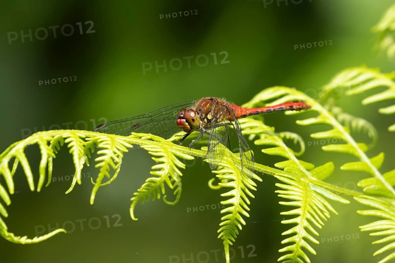 Common darter dragonfly (Sympetrum striolatum) adult male insect on a Bracken plant leaf in the summer, England, United Kingdom, Europe