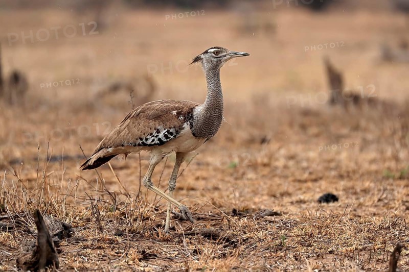 Giant bustard, kori bustard (Ardeotis kori), adult, running, foraging, alert, Kruger National Park, Kruger National Park, Kruger National Park South Africa