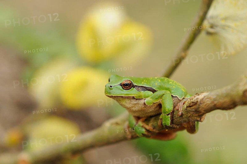 A green frog on a branch, yellow flowers slightly blurred in the background, European tree frog (Hyla arborea), Bavaria