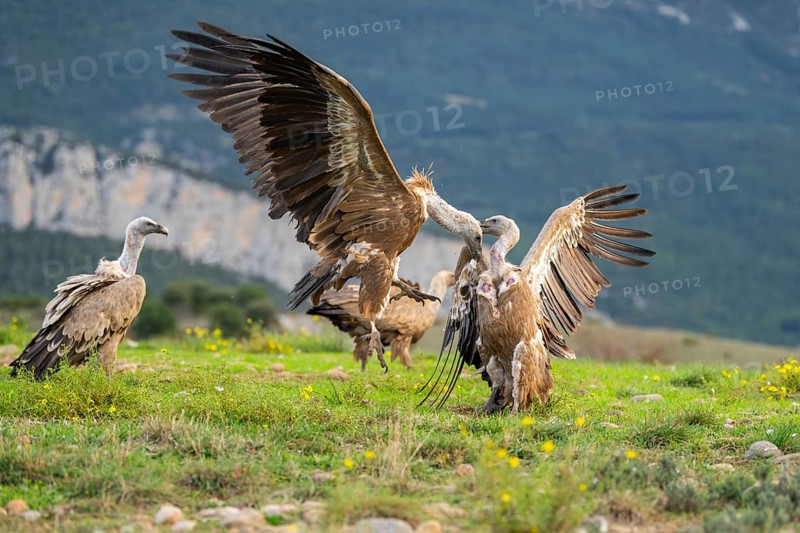 Griffon Vultures (Gyps fulvus) fighting on a flowering meadow in autumn, Pyrenees, Catalonia, Spain, Europe