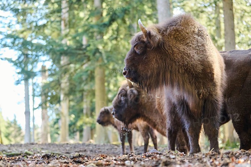 European bison (Bison bonasus) in a forest in spring, Bavarian Forest, Germany, Europe