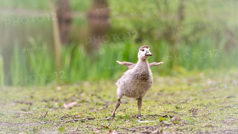 Nile goose chick (Alopochen aegyptiaca) standing, stretching its not yet developed wings, frontal view, ground covered by small twigs and short green grass, background blurred, reed belt and tree trunks, Rombergpark, Dortmund, North Rhine-Westphalia, Germany, Europe