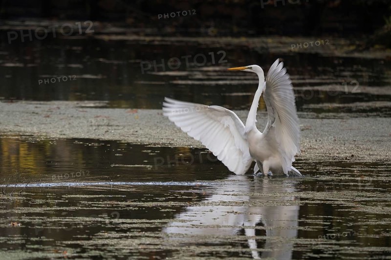 An egret (Ardea alba) flaps its wings over the water and is reflected in it, Hesse, Germany, Europe