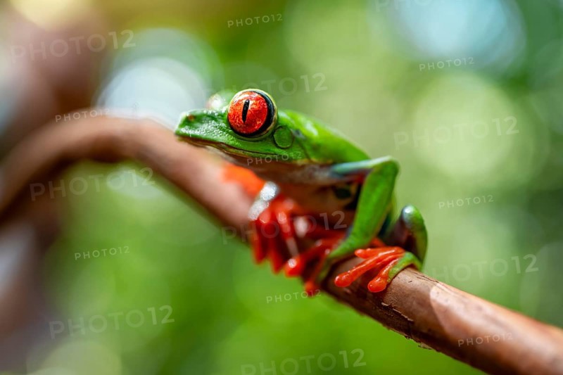 Red-eyed tree frog (Agalychnis callidryas), sitting on a branch, Heredia province, Costa Rica, Central America