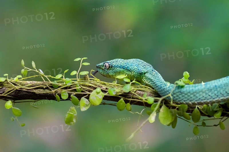 Bothriechis lateralis (Bothriechis lateralis), sitting on a branch, Heredia province, Costa Rica, Central America