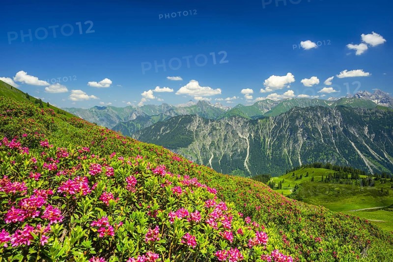 Alpenrosenbluete, Panorama of the Fellhorn, behind it the Allgaeuer Alps, Allgaeu, Bavaria, Germany, Europe