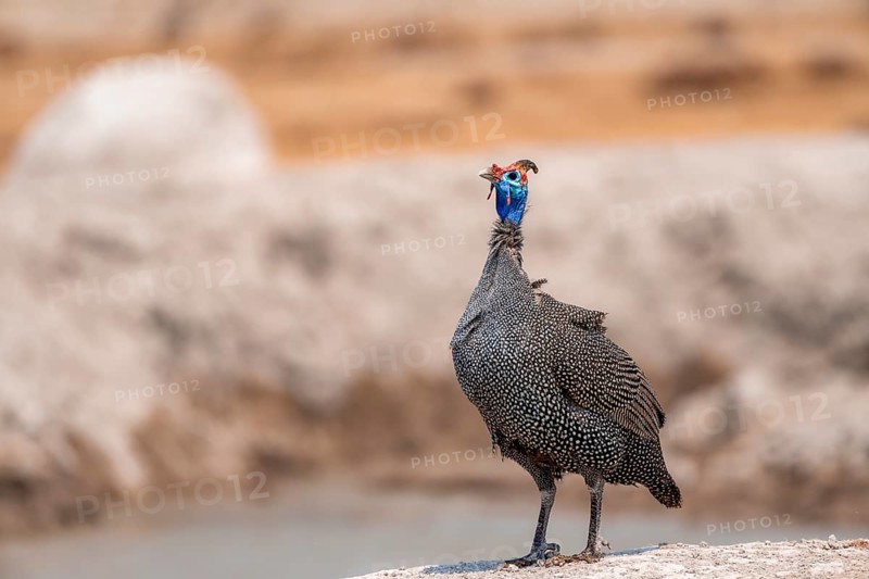 Helmeted guinea fowl (Numida meleagris), guinea fowl at the waterhole, Nxai Pan National Park, Botswana Botswana