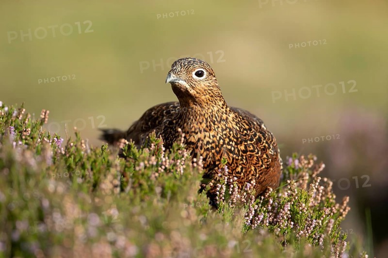 Red grouse (Lagopus lagopus scotica) adult bird in flowering moorland Heather plants in summer, Yorkshire, England, United Kingdom, Europe