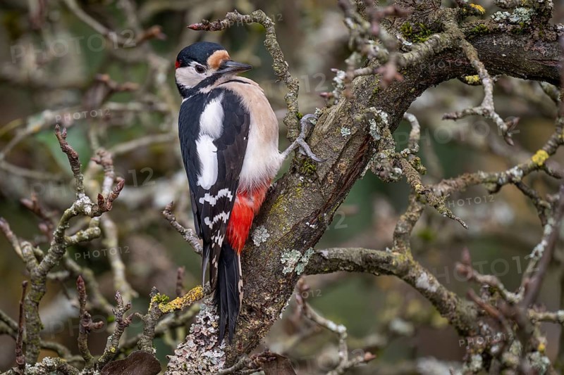 Attentive great spotted woodpecker (Dendrocopos major) on an old pear tree with moss-covered branches, Baden-Württemberg, Germany, Europe