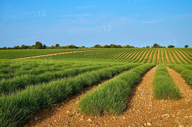 Extensive lavender field (Lavandula), blue sky and trees in the background, summer, Valensole, Alpes-de-Haute-Provence, Provence-Alpes-Cote d'Azur, France, Europe