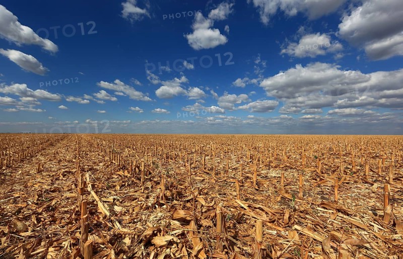 Romania, in the south of the country, maize field after harvest, harvested, stubble field, Europe