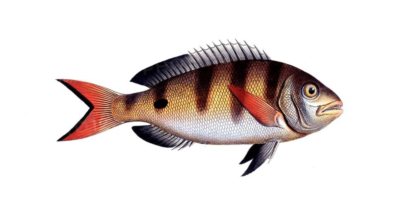 Fish, Fish, Sea bream family, Sparus annularis, Historical, digitally restored reproduction from a 19th century original, Record date not stated