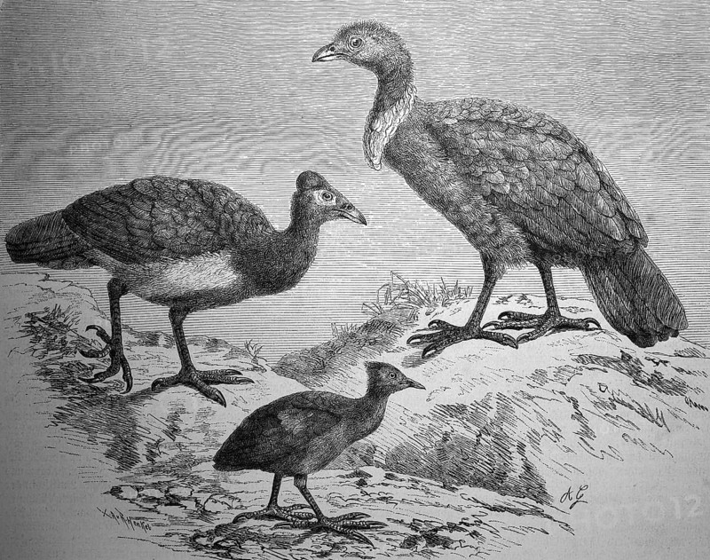 Large-footed chickens, Sharp-tailed grouse, Megacephalon maleo, Megapodius fraicineti, Talegalla lathami, Asia, Illustration from 1880, Historical, digital reproduction of an original from the 19th century