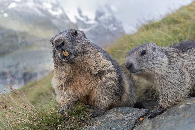 One adult Alpine Marmot, Marmota marmota, and one young marmot standing side by side. Mountains in the distant background. Grossglockner high alpine road, Hohe Tauern National Park