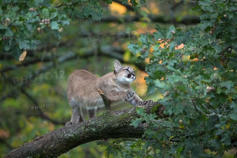 One young cougar, Puma concolor, standing and stretching himself on a big branch high up in an oak tree
