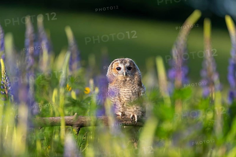 One young Ural owl (Strix uralensis) sitting on a branch lying in a field of flowering lupines in late evening light